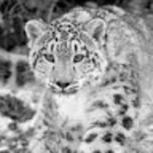 Meet your Posher, Pierre